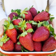 Beautiful Australian strawberries